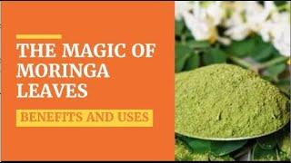 The Magic of Moringa (Benefits and Uses)  | Herbal Goodness