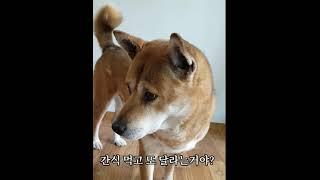 불쌍한 척 연기하는 강아지 점점 연기가 느네(진돗개)