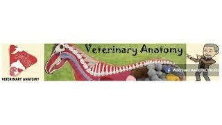 Veterinary Anatomy Channel