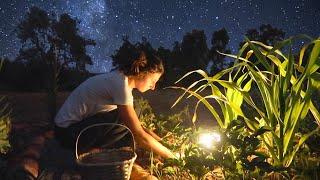 OFF GRID HOMESTEAD in Extreme Temperatures HEAT WAVE