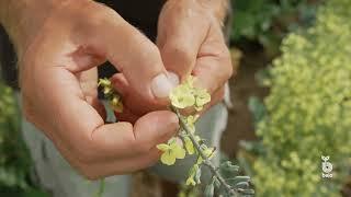 Bejo USA - Flower Educational Video