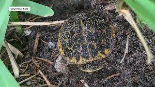 Why did the chicken turtle cross the road?