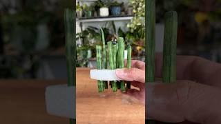 How to Propagate a Snake Plant -Sansevieria