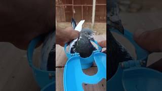 kalapatai treatment #kalapati #birds #pigeon #shorts #kabutar