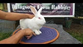 Deworming and curing of mange on your rabbit,, happy keeping️️