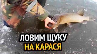 ЛОВИМ ЩУКУ НА ЖЕРЛИЦЫ!!! ЛОВЛЯ ЩУКИ НА КАРАСЯ! РЫБАЛКА - ЭТО ЖИЗНЬ!!!