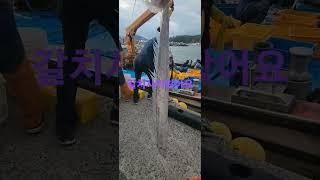 거제덕포비치 파시에 갈치사러왔더니 많이 안 잡혀서 비싸네요.