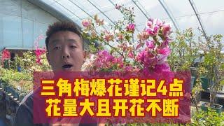 三角梅爆花秘訣，4步讓花開不停！【禪藝綠植工作室】