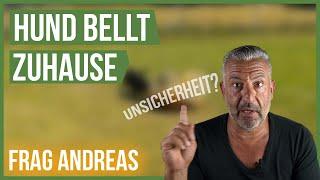 Tierschutzhund bellt und knurrt Zuhause!  Was tun? #FragAndreas