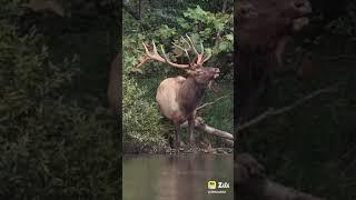 animal barasingha ki awaaz sune# like aur subscribe karo