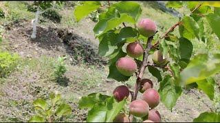 Apricots first year samples @ Holly cot , Pricia , Big red & Rubista.