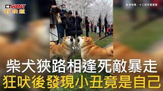 CTWANT 國際新聞 / 柴犬狹路相逢死敵暴走  狂吠後發現小丑竟是自己