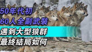 50年代初，60人全副武裝遇到大型狼群，最終結局如何？#大秦小娛#大案紀實故事#大案#真實案件#真實事件 #案件故事#熱門