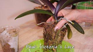 Пересадка орхидей. Phal. Victoria`s Lace бабочка. Phal. Cocodoro Жозефина, Клоп, Но с корнями.