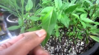 How to grow Thai Basil