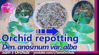 orchid repotting with old sphagnum moss【Dendrobium anosmum var. alba】