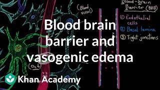 Blood brain barrier and vasogenic edema | Circulatory System and Disease | NCLEX-RN | Khan Academy