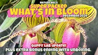 So many orchid flowers in one setting!  2 unboxing!  Viewer gift unwrapping and Guppy Lab update. 4K