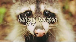 Hungry Raccoon или как голодный енот находит себе еду в лесу.