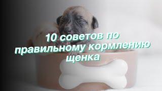 10 советов по правильному кормлению щенка