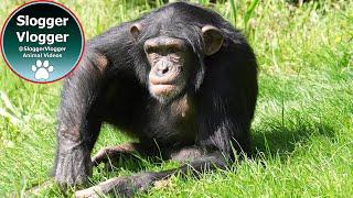 Chester Zoo's Playful Chimp Youngsters