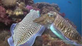 Scuba Diving in The Similan Islands, Koh Tachai and Richelieu Rock