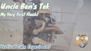 Uncle Ben's Tek: Inexpensive Way to Grow Mushrooms (My First Flush) "The Vertical Cake Experiment"