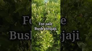 virajaji plant for sale #gardening #royalgardenkumari #youtubeshorts #short