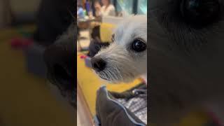 킁킁(사라진 누나 찾는 중) #킁킁