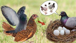 A hen's egg was placed under the pigeon kabutar ke niche murga ka anda rakha