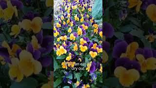 Top Tips - Viola & Pansy - Kings Seeds