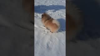 Поездка на озеро с пушочком ( Померанский шпиц )