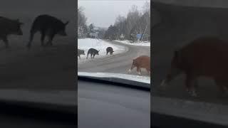 Трассу под Яшкино оккупировали... дикие пороси!