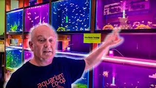 Master Breeder Picks His 6 Favorite Schooling Fish from Aquarium Co-Op