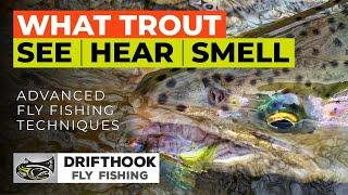 What Trout See Hear & Smell - Advanced Fly Fishing Tips