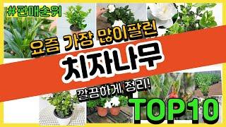 치자나무 추천 판매순위 Top10 || 가격 평점 후기 비교