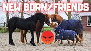 New friends for Yfke? Or not! Will Coralle finally have a foal? | Friesian Horses