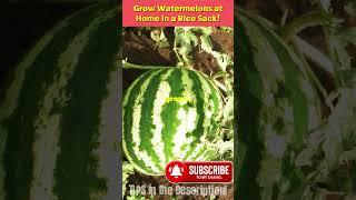 DIY Grow Watermelons at Home in a Rice Sack! 