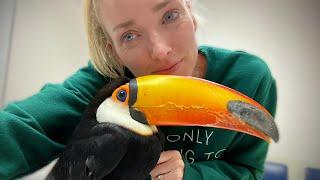 My Toucan Rocko's Necropsy Results SHOCKED Me 