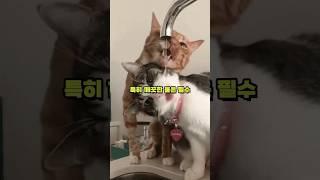 고양이를 건강하고 행복하게 할 수 있는 방법은?