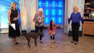 Dog Does A Poo LIVE On Studio 10