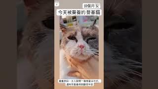 動物救援收容所電話 ：+852 96919313 #catadoption #貓奴 #寵物 #愛護動物 #領養 #貓 #流浪動物  #adoption  #cat #petadoption #毛小孩