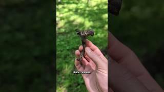 Finding A Bucket List Mushroom!