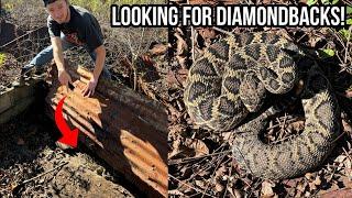 Tin Flipping for Rattlesnakes in South Georgia! Winter Diamondback and More!