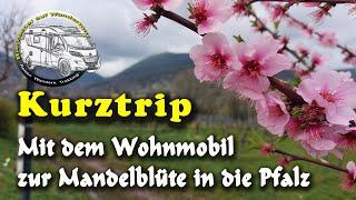 Kurztrip zur Mandelblüte in der Pfalz