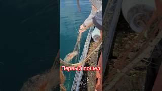 Сом почти без конкурента среди рыб...#рыбалканаозере #fishing