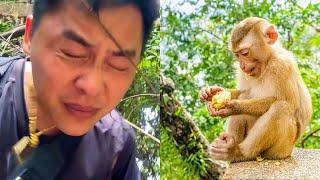 Will dad be able to find Monkey Kaka after all the hardships?