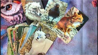Animal Imprints Oracle  Cards Deck by Tarot Of Nella