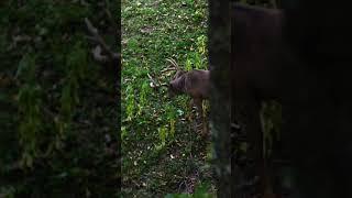 This Buck came right underneath our tree  #bowhunting   #deer   #deerhunting   #bow