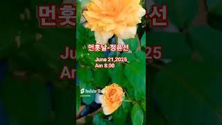 #정윤선-먼훗날#아침마다 새롭게 피어주는 아름다운 꽃들(앞뜰)